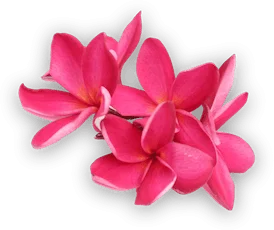 Pink Flower